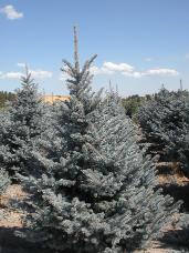 Colorado Spruce